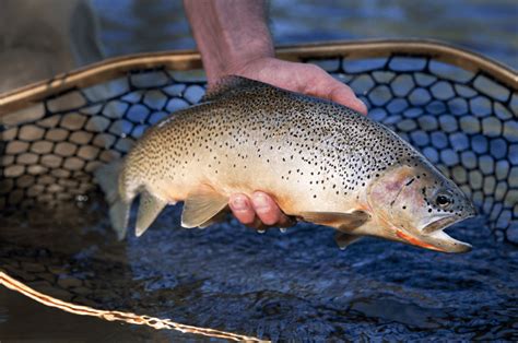 What Pound Test for Trout: Choosing the Right Line 